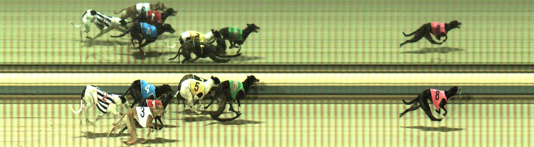 Photo finish for Sale Race 11