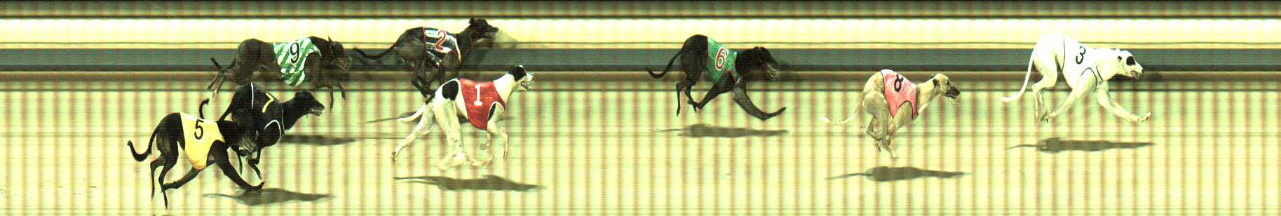 Photo finish for Sale Race 12