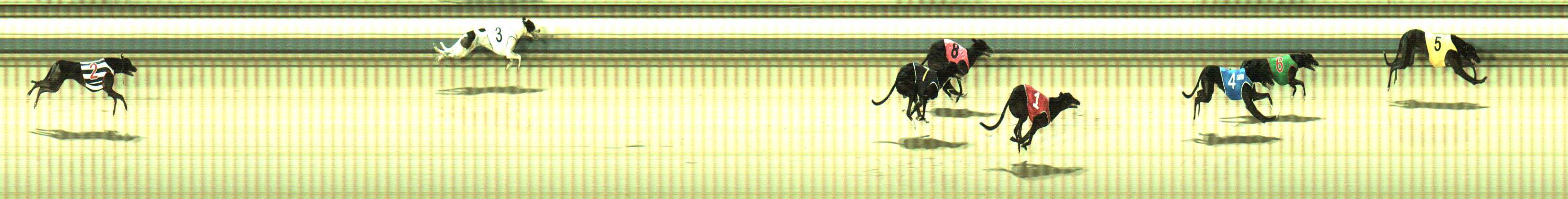 Photo finish for Sale Race 2