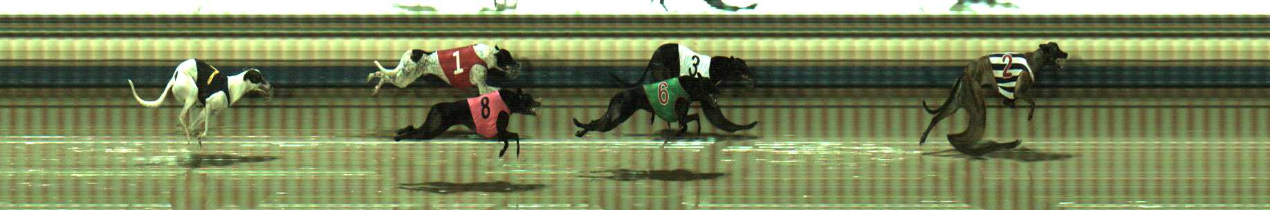 Photo finish for Sale Race 4
