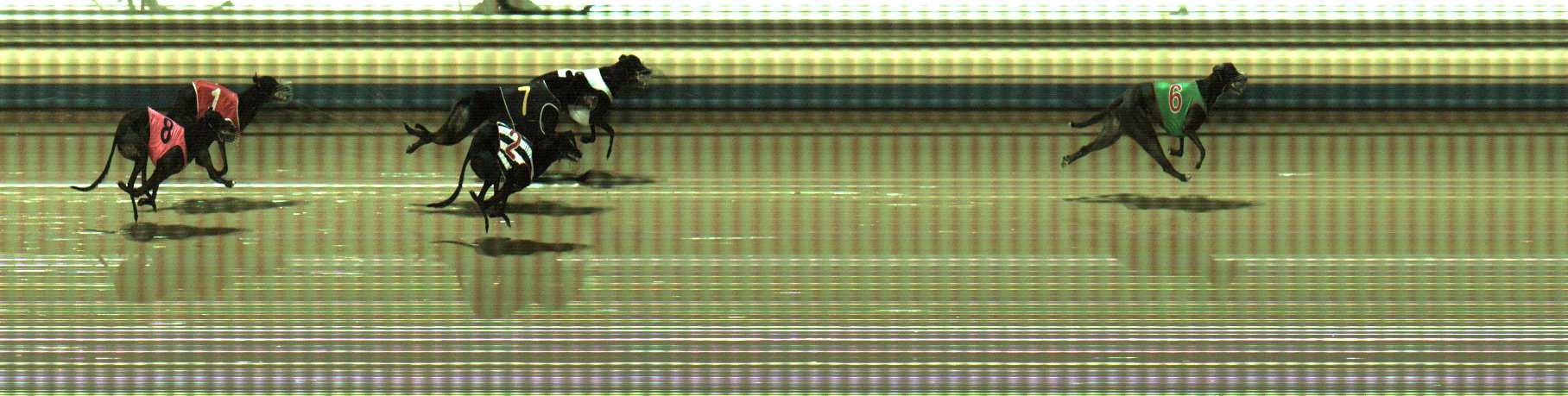 Photo finish for Sale Race 9