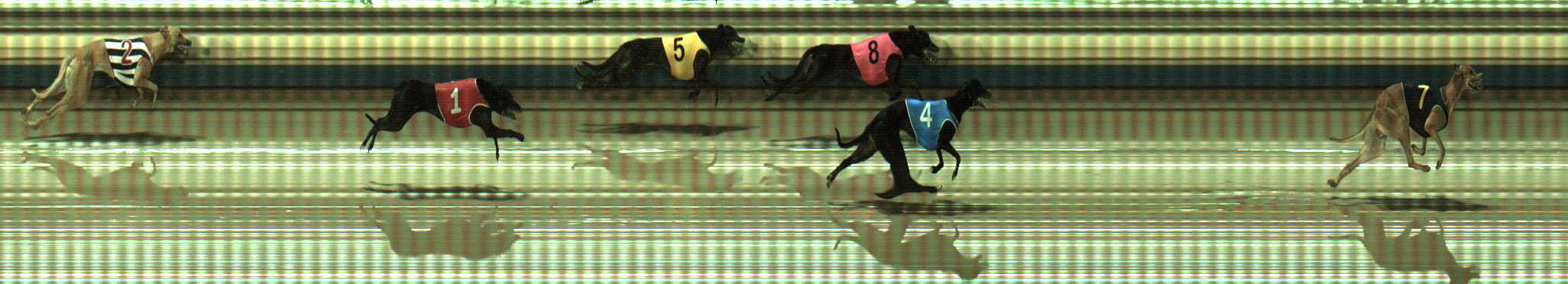 Photo finish for Sale Race 10