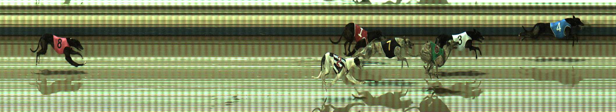 Photo finish for Sale Race 11