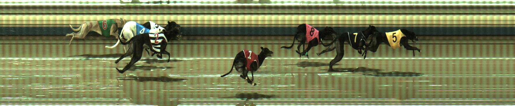 Photo finish for Sale Race 12