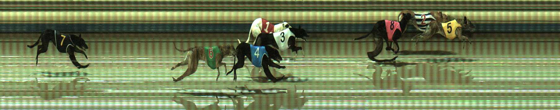 Photo finish for Sale Race 8