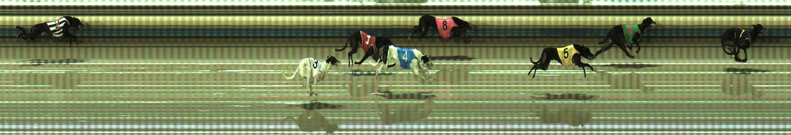 Photo finish for Sale Race 9