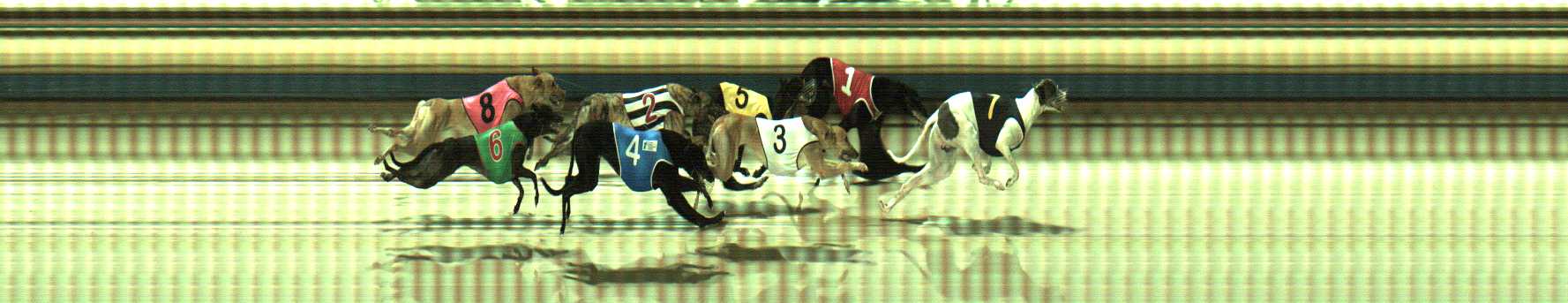 Photo finish for Sale Race 10