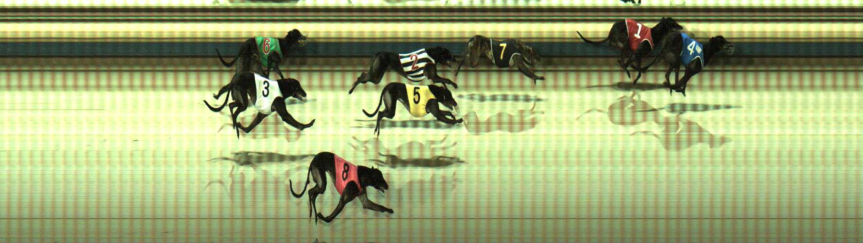 Photo finish for Sale Race 11