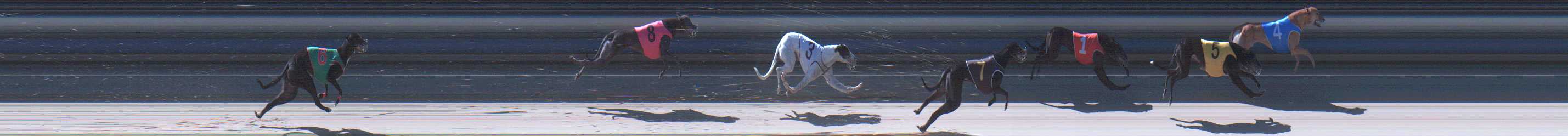 Photo finish for Sale Race 8