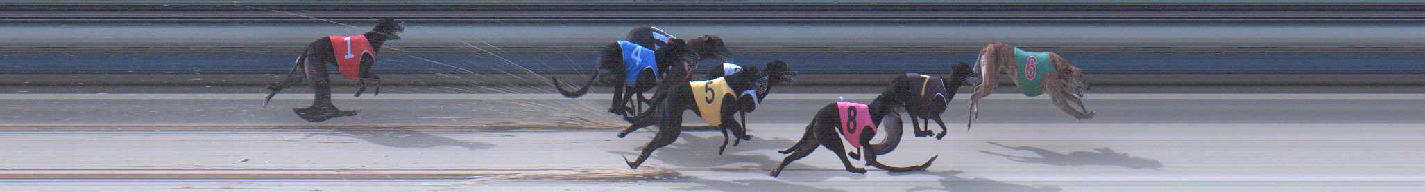 Photo finish for Sale Race 11