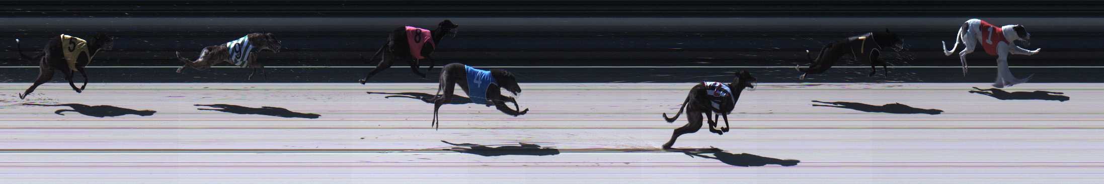 Photo finish for Sale Race 11