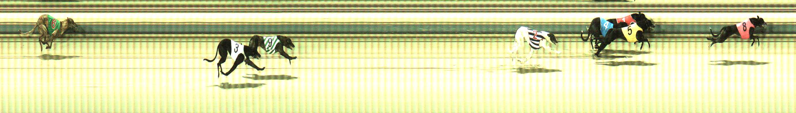 Photo finish for Sale Race 4