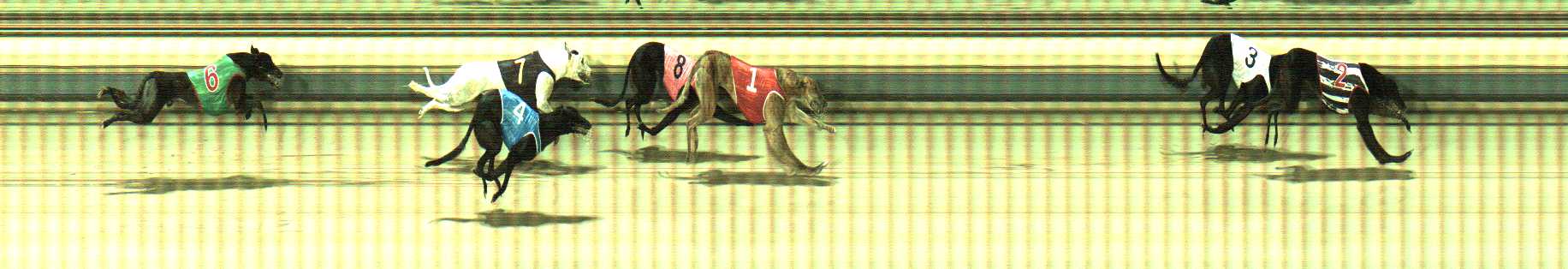 Photo finish for Sale Race 8