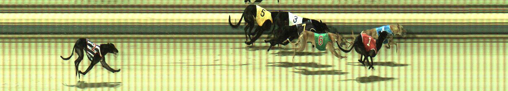 Photo finish for Sale Race 9