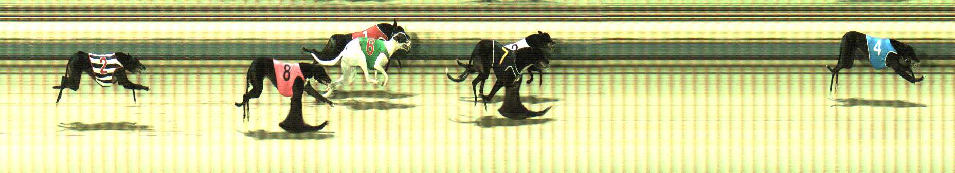 Photo finish for Sale Race 10
