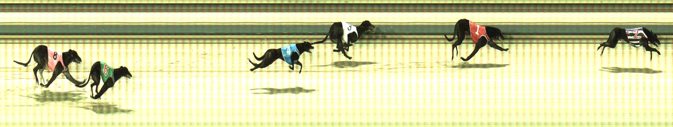 Photo finish for Sale Race 10