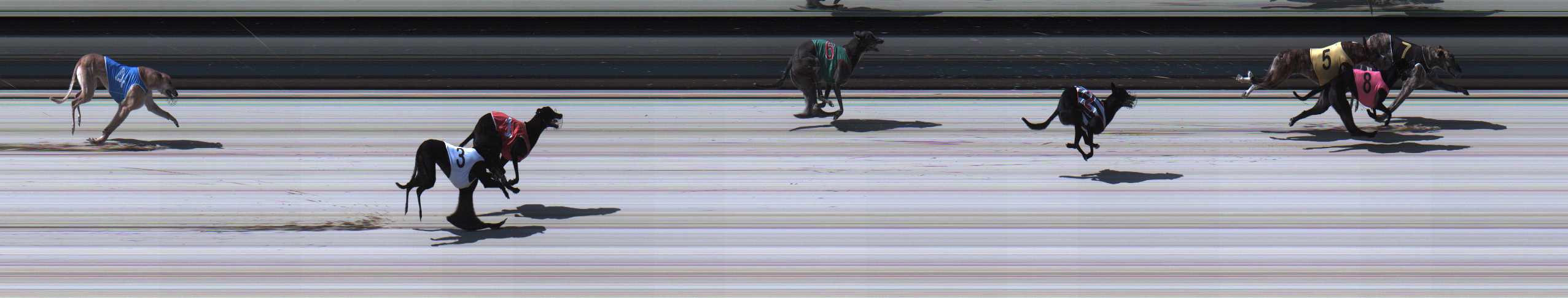 Photo finish for Sale Race 1
