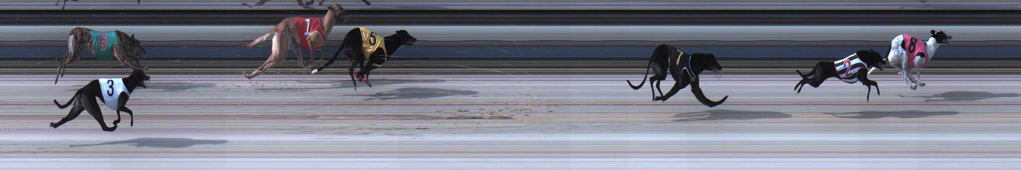 Photo finish for Sale Race 5