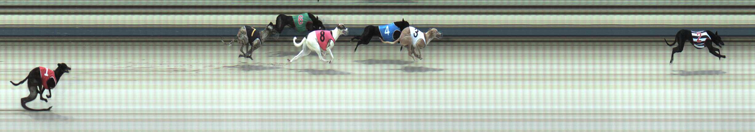 Photo finish for Sale Race 1