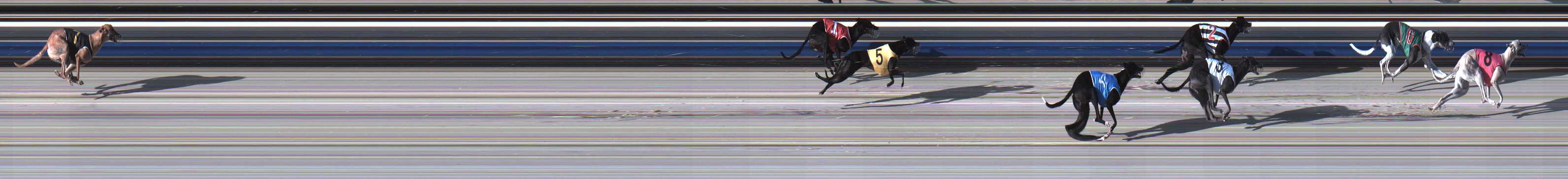 Photo finish for Sale Race 4