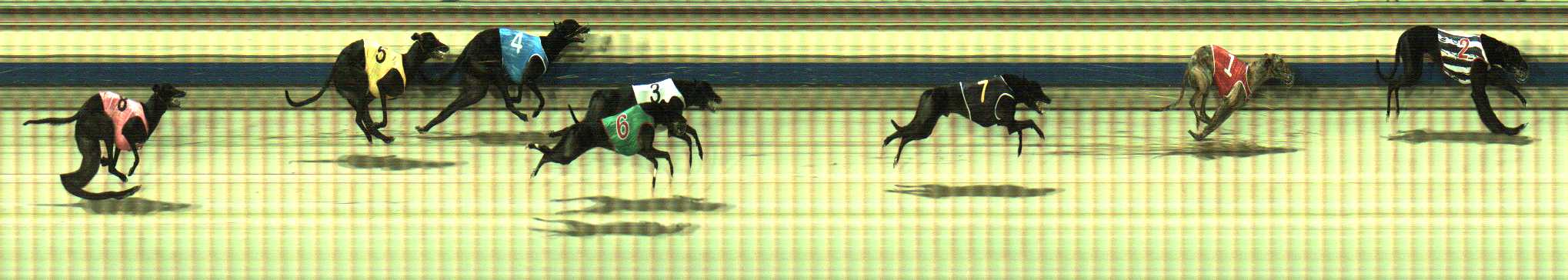 Photo finish for Sale Race 11
