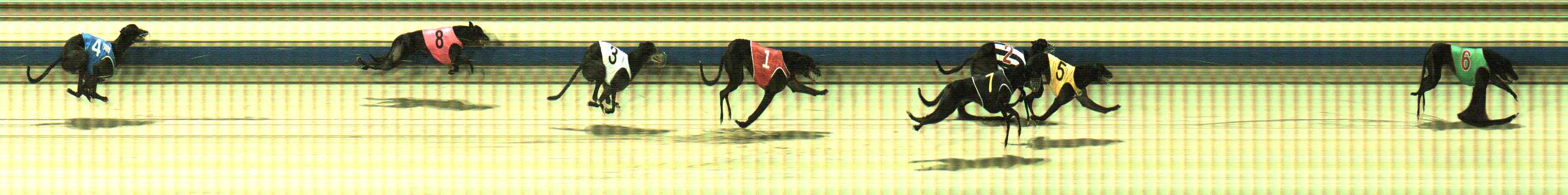 Photo finish for Sale Race 12
