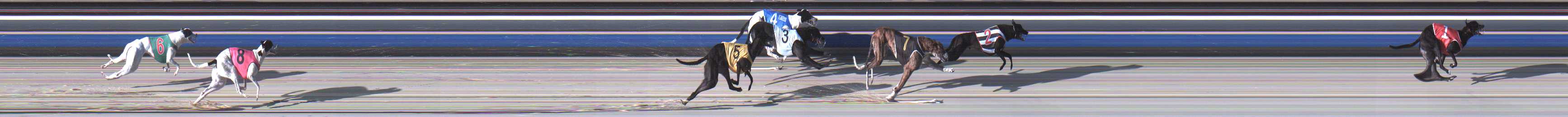 Photo finish for Sale Race 1