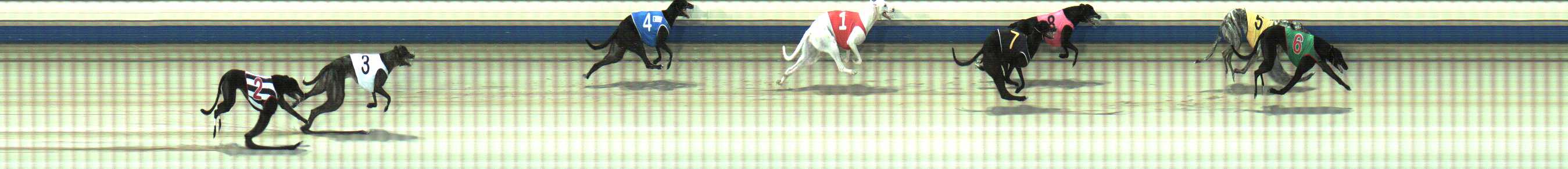 Photo finish for Sale Race 6