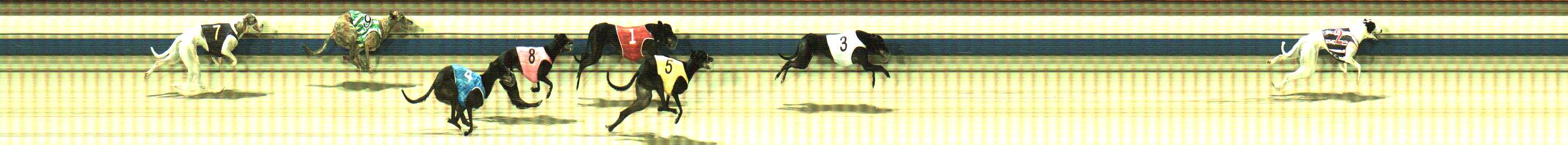 Photo finish for Sale Race 11