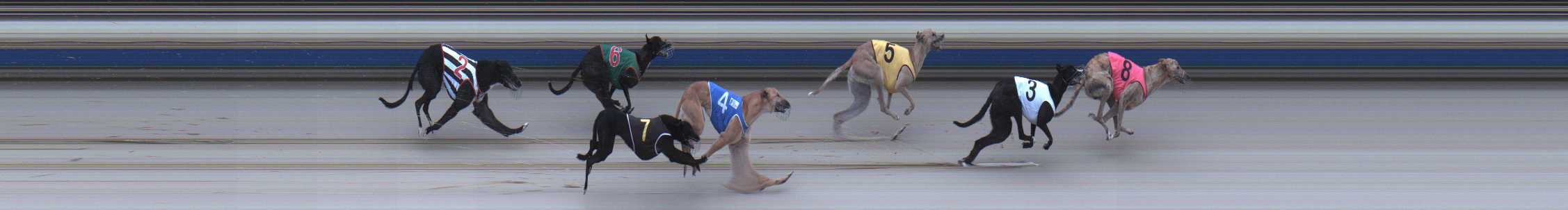 Photo finish for Sale Race 1