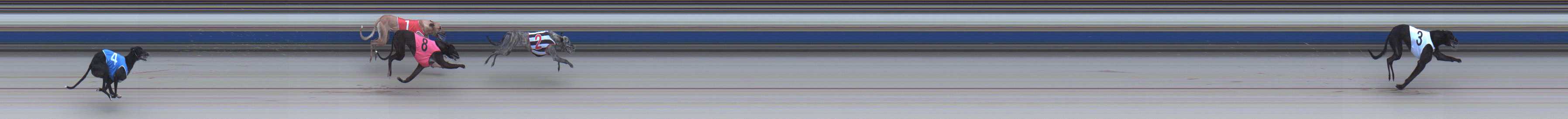 Photo finish for Sale Race 2