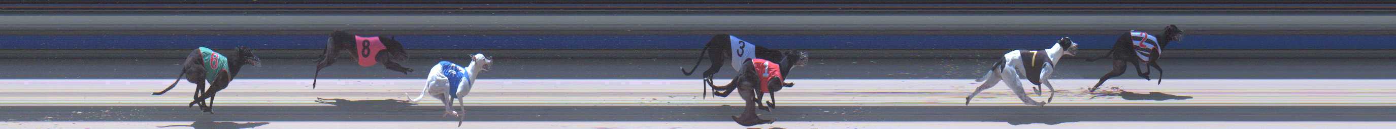 Photo finish for Sale Race 8