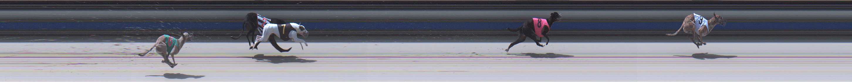 Photo finish for Sale Race 11