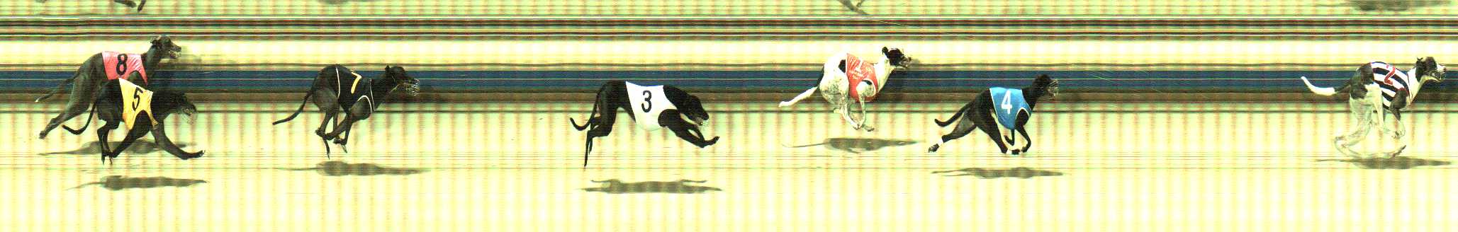 Photo finish for Sale Race 8