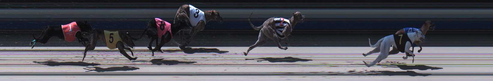 Photo finish for Sale Race 9