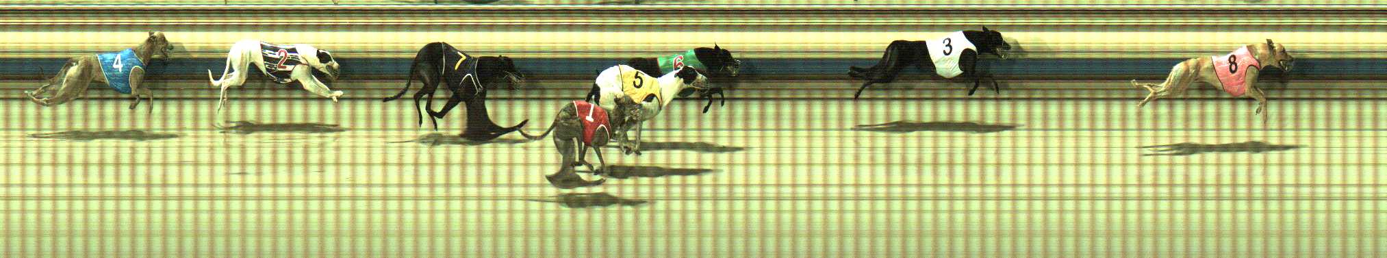 Photo finish for Sale Race 8