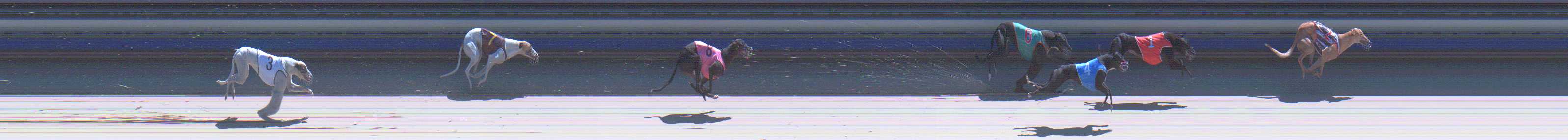 Photo finish for Sale Race 1