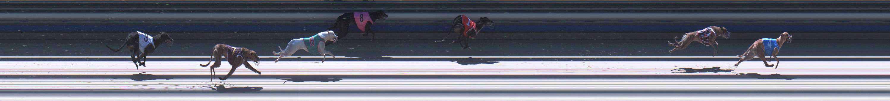 Photo finish for Sale Race 8