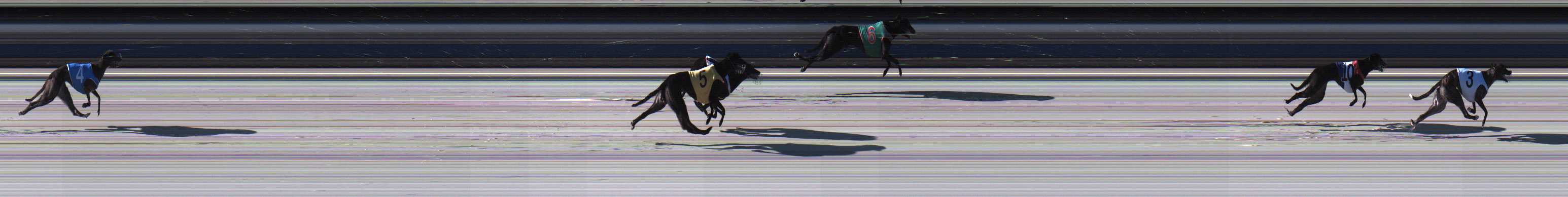 Photo finish for Sale Race 1
