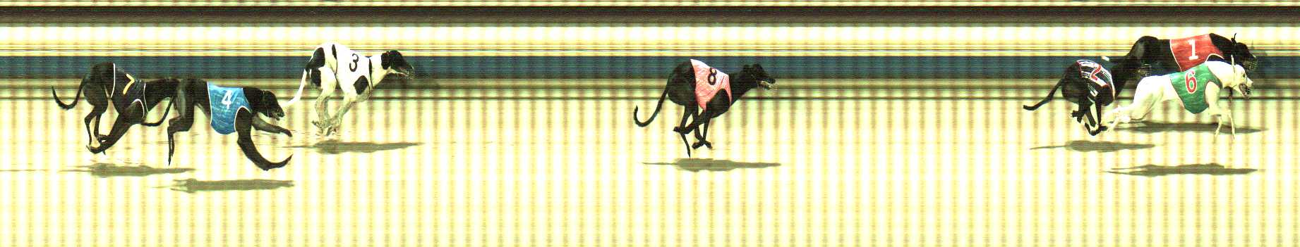 Photo finish for Sale Race 8