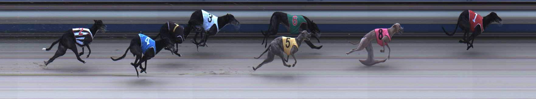 Photo finish for Sale Race 5
