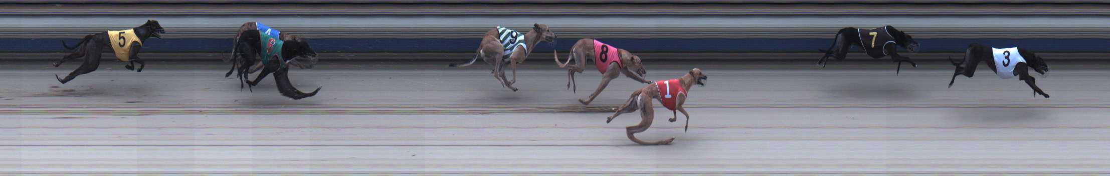Photo finish for Sale Race 8