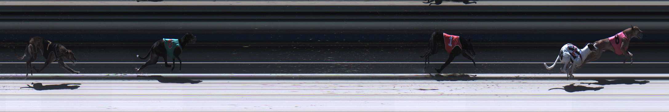 Photo finish for Sale Race 11