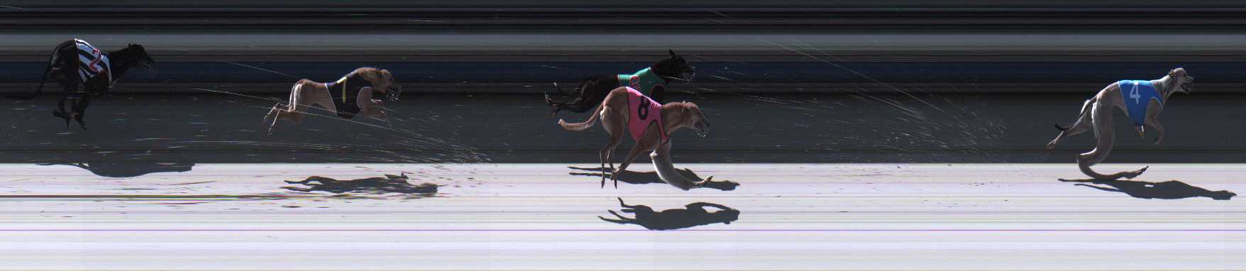Photo finish for Sale Race 10
