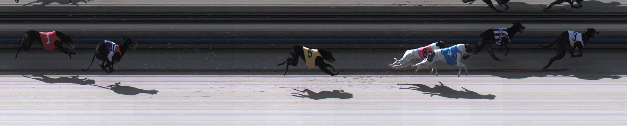 Photo finish for Sale Race 11
