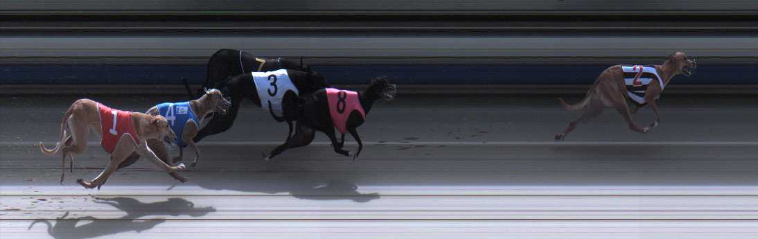 Photo finish for Sale Race 1