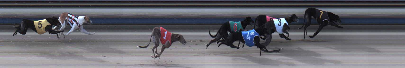 Photo finish for Sale Race 5
