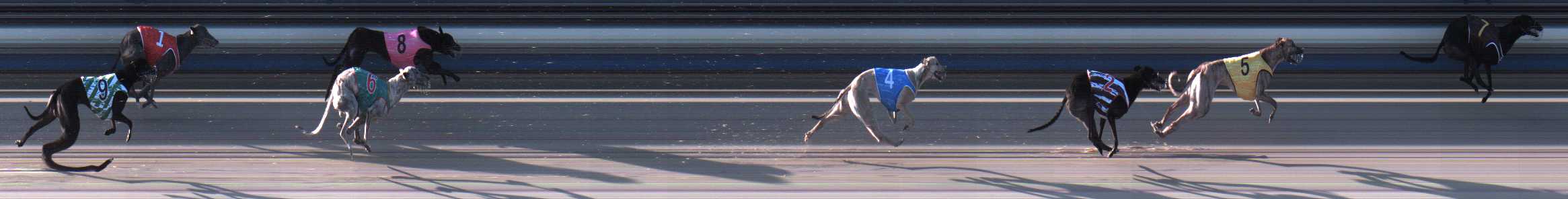 Photo finish for Sale Race 8