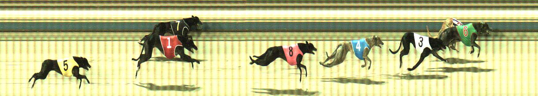 Photo finish for Sale Race 12