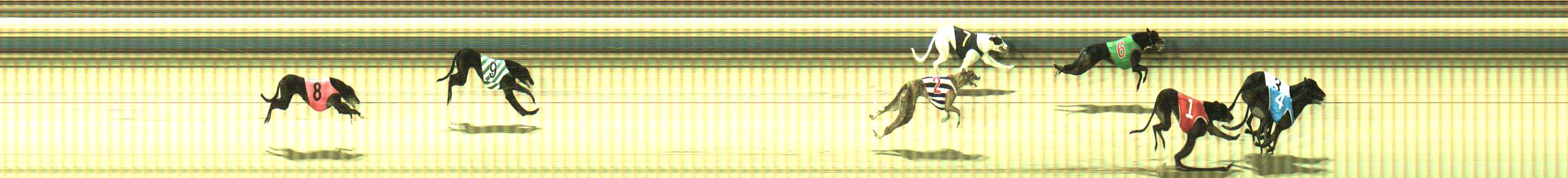 Photo finish for Sale Race 8